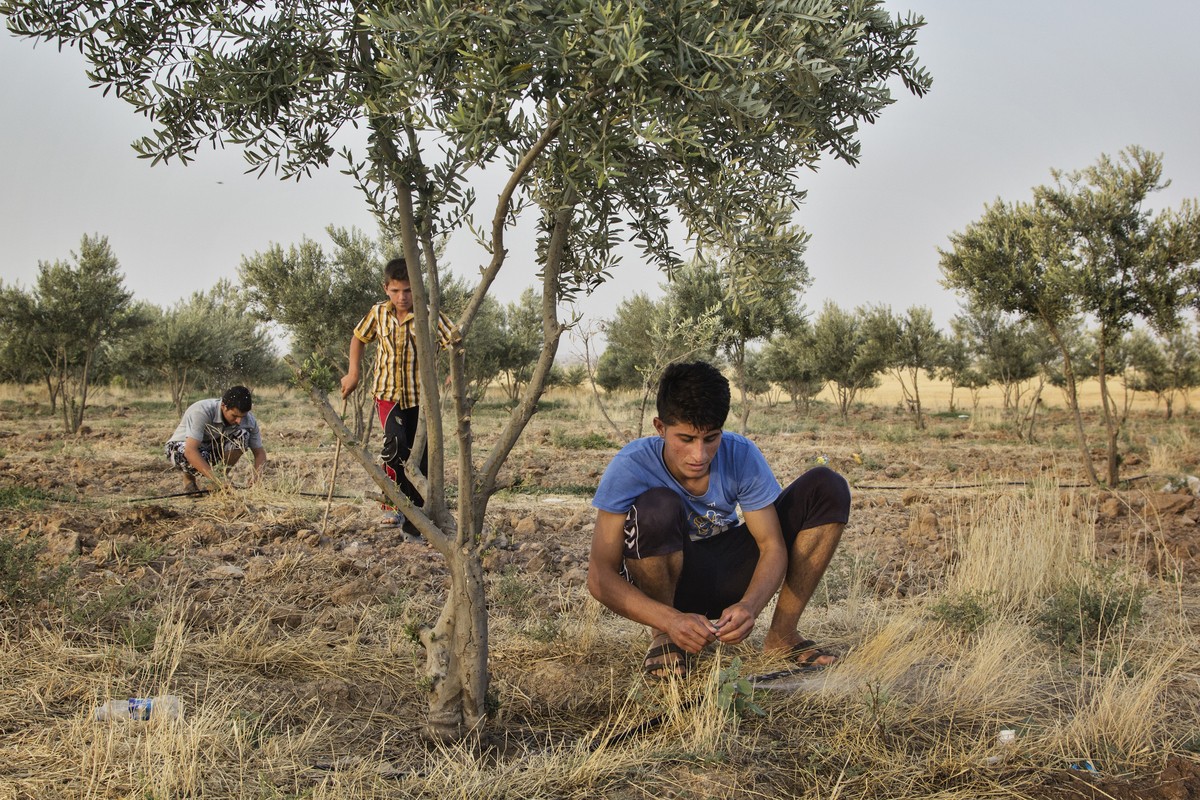 Dan Iraq tron phien quan IS trong trai ga cua nguoi Kurd-Hinh-3